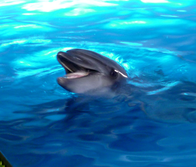 イルカ