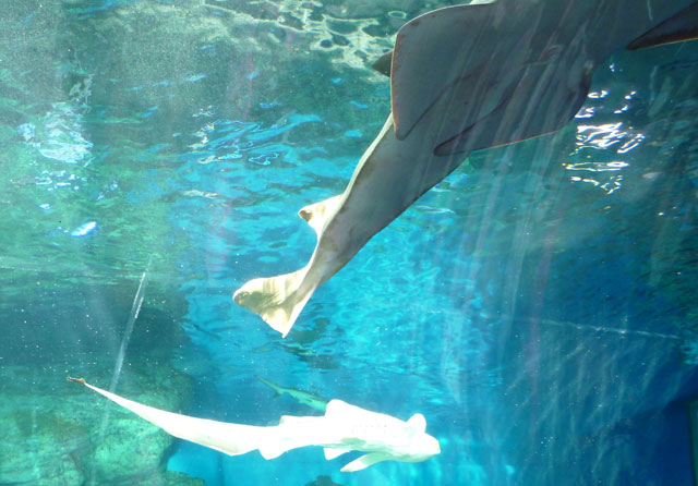 グリーンソーフィッシュ