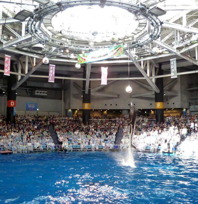 ジャンプするイルカ